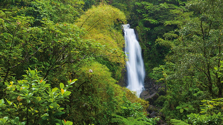 The rainforests of Dominica